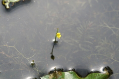 Utricularia exoleta
